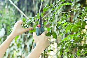 Pruning a tree with hand shears