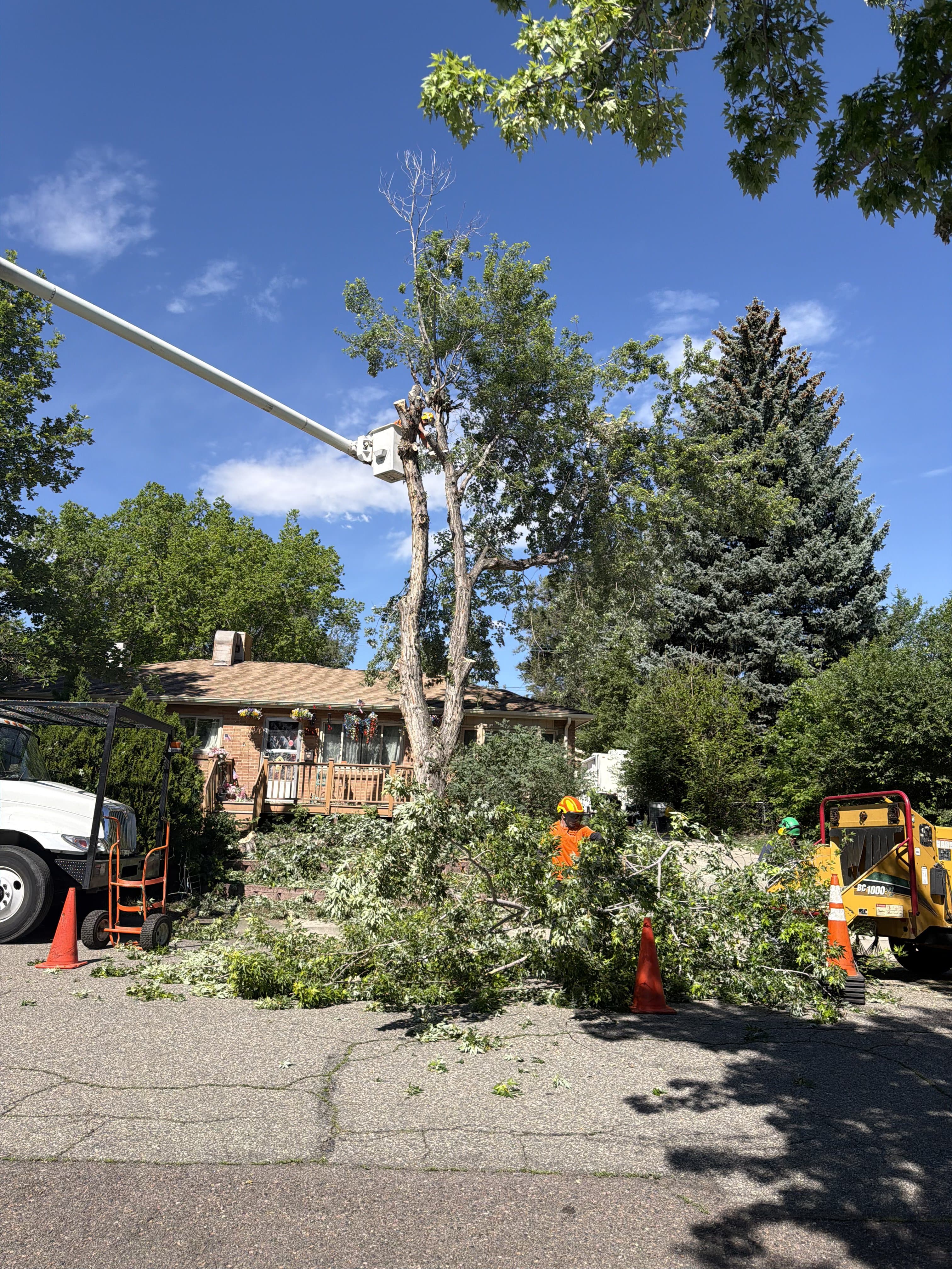 Tree removal in progress with bucket truck and chipper in Denver