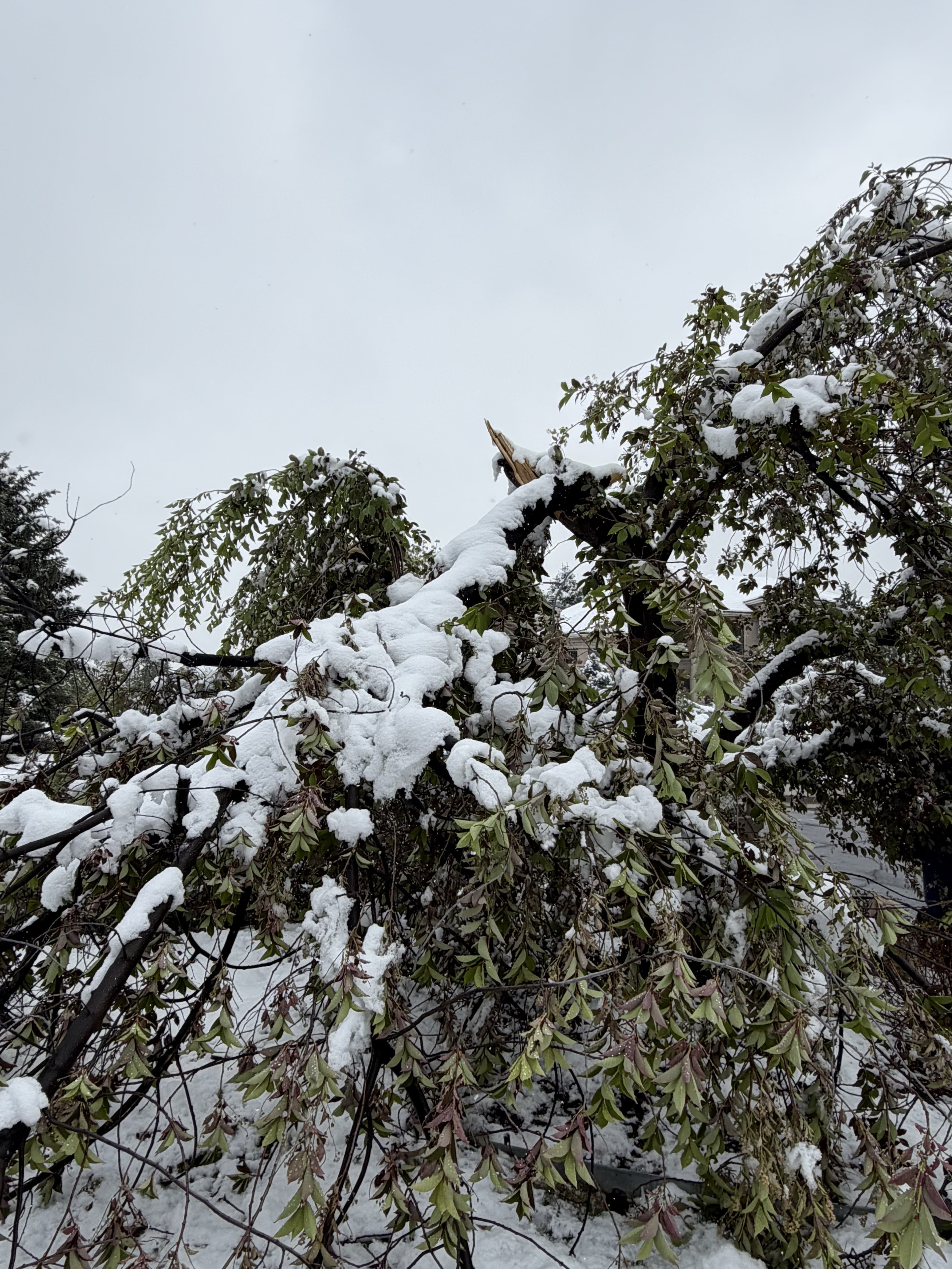 Storm-damaged tree with heavy snow and broken branches