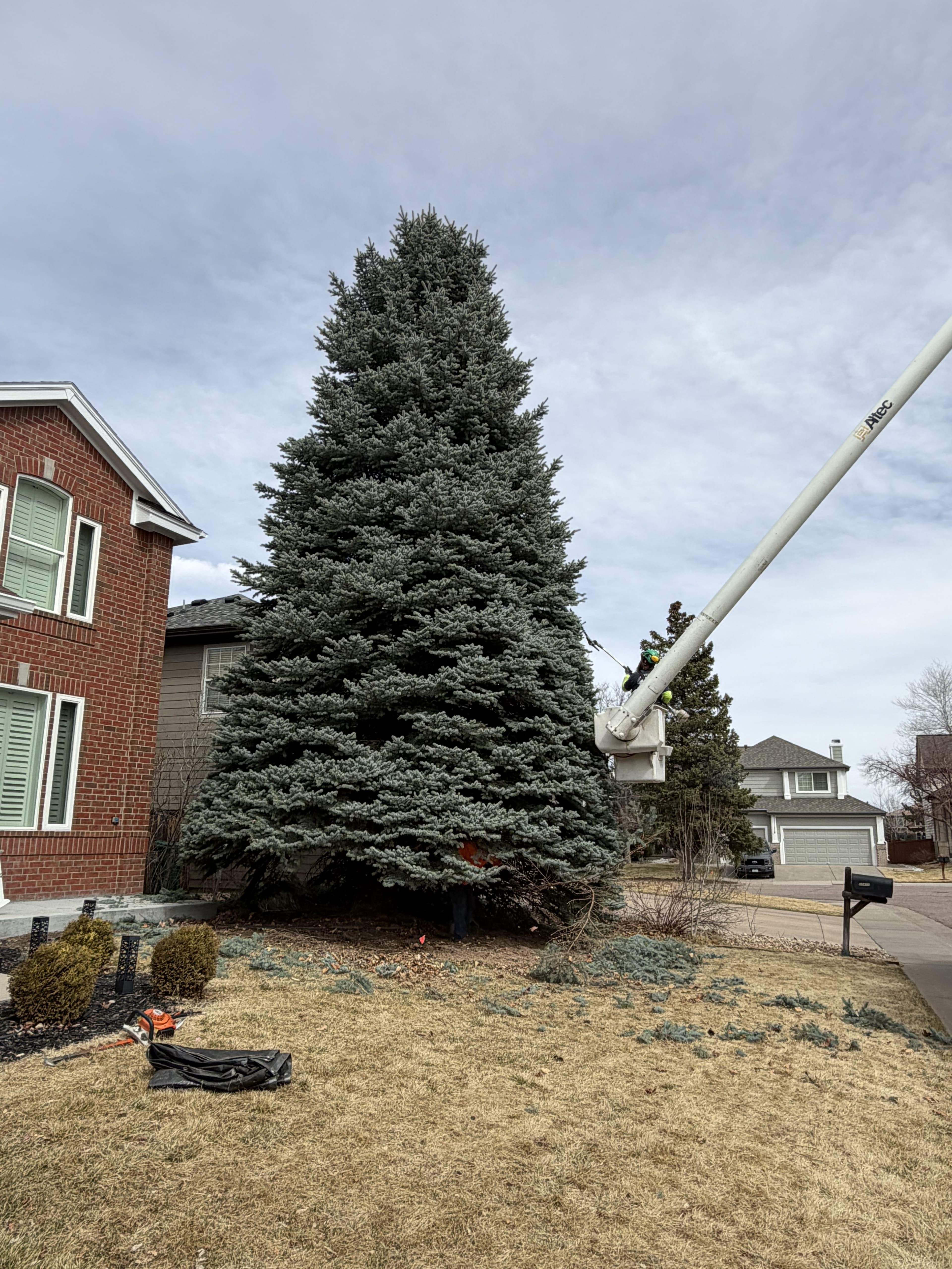 Large blue spruce being trimmed with bucket truck