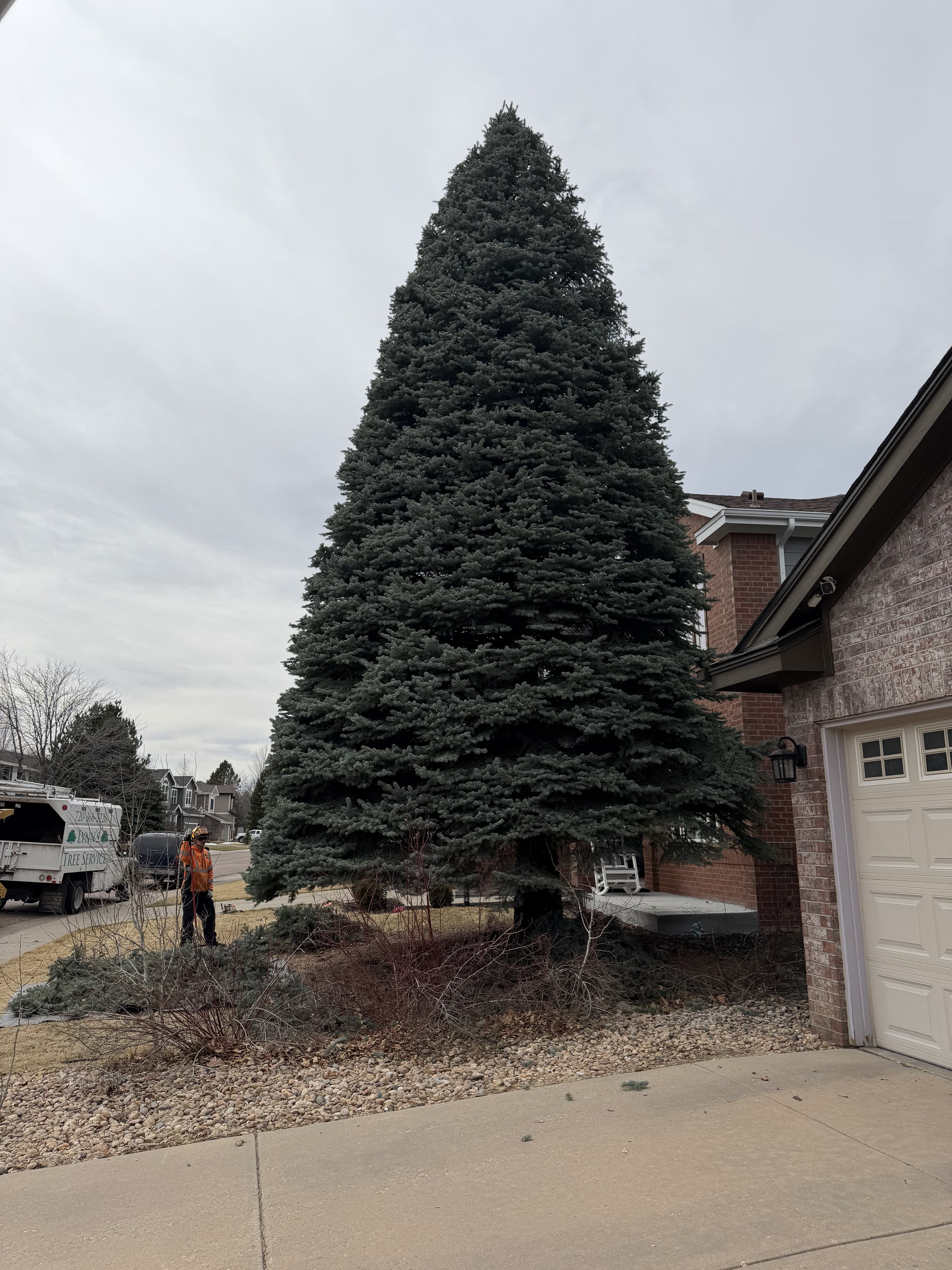 Completed blue spruce trim โ clean, shaped result